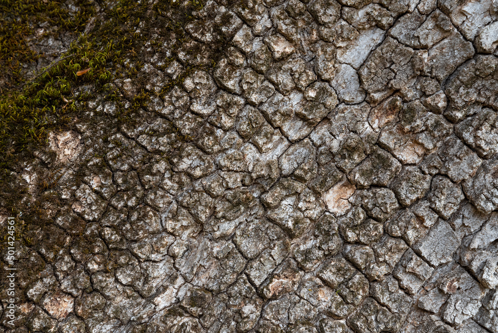 Fototapeta premium Close bark tree texture, natural wooden background.