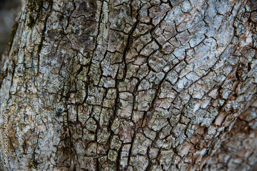 Close bark tree texture, natural wooden background.