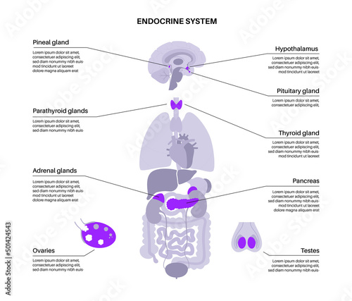 Human endocrine system