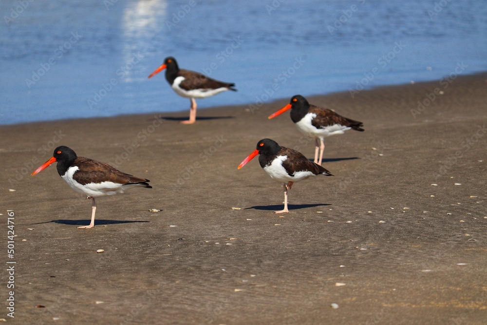 The beauty of American oystercatchers found in Barra de Tramandaí in Rio Grande do Sul, Brazil. The beauty of American oystercatchers found in Barra de Tramandaí in Rio Grande do Sul, Brazil.