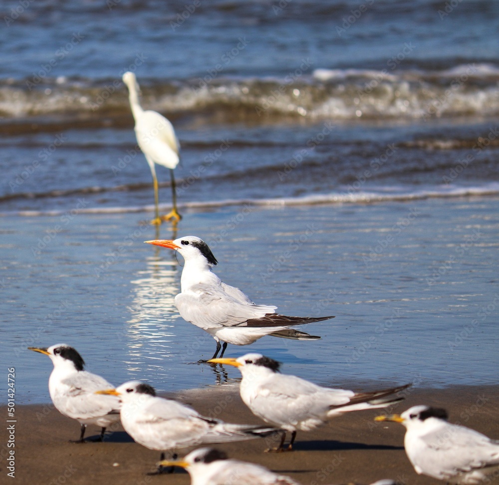 The beauty of Cabot's terns found in Barra de Tramandaí in Rio Grande do Sul, Brazil.