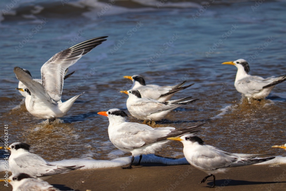 Obraz premium The beauty of Cabot's terns found in Barra de Tramandaí in Rio Grande do Sul, Brazil.