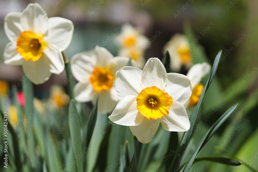 Delicate Yellow daffodil flowers outdoor and close-up. Beauty in nature. Floral background, selective focus Delicate Yellow daffodil flowers outdoor and close-up. Beauty in nature. Floral background, selective focus