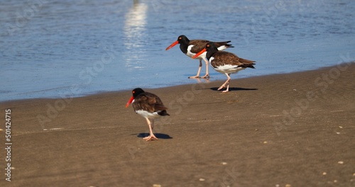 The beauty of American oystercatchers found in Barra de Tramandaí in Rio Grande do Sul, Brazil. photo