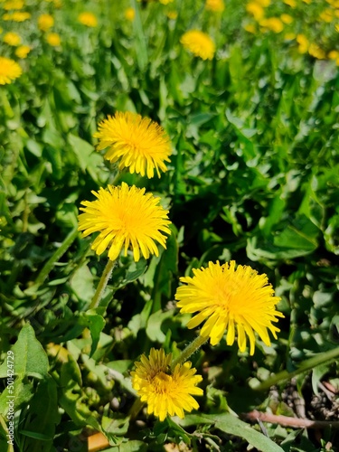 Yellow dandelions in the grass. Yellow flowers on a green meadow.