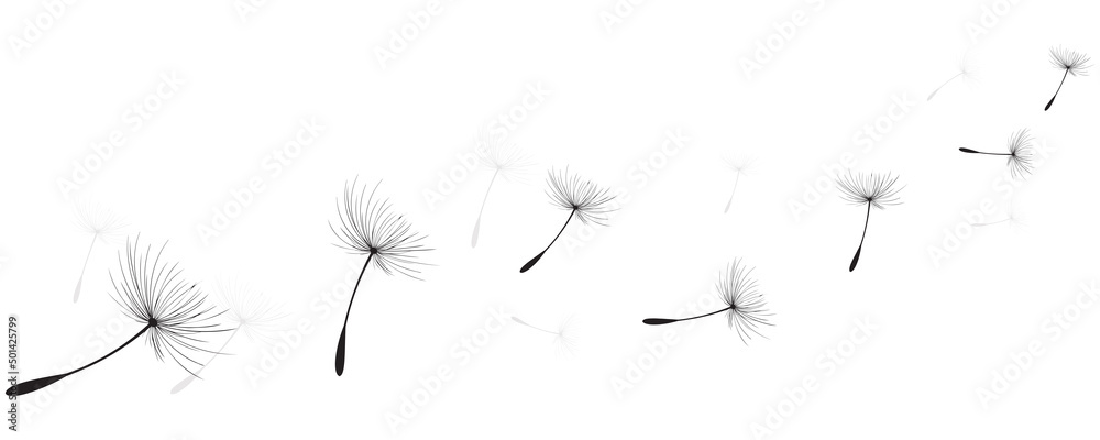 Vector illustration dandelion time. Black Dandelion seeds blowing in the wind. The wind inflates a dandelion isolated on white background.