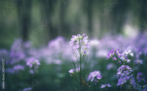 cuckoo flower purple wildflower in the meadow