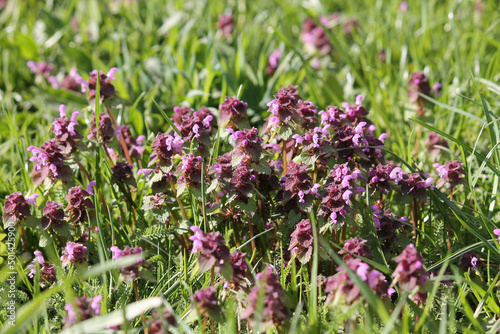 Flowering purple dead-nettle  Lamium purpureum  plants in meadow. April  Belarus