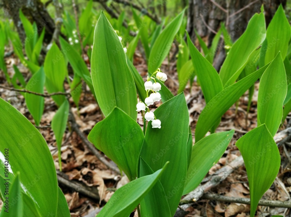 lily of the valley lily of the valley