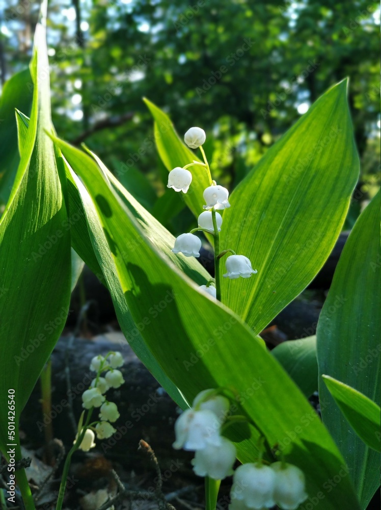 Fototapeta premium lily of the valley