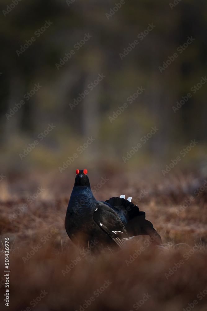 Black grouse on the meadow. Grouse during mating call. Ornithology in Sweden. Black grouse on the meadow. Grouse during mating call. Ornithology in Sweden.