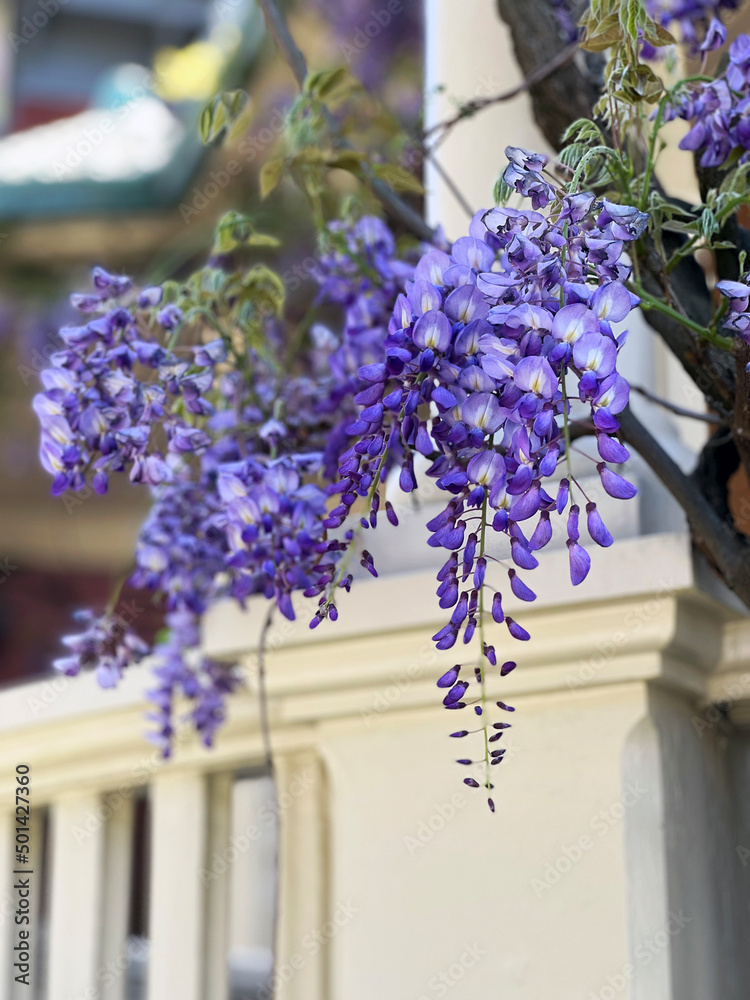 Obraz premium Beautiful blooming wisteria flowers seen in Spring in Savannah, Georgia, USA.