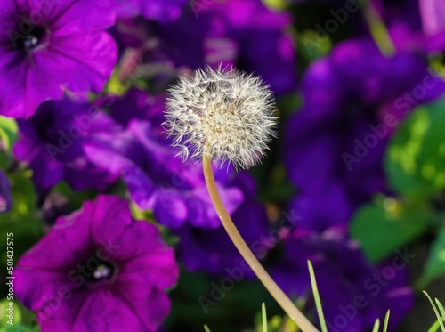 A colorful image of a Dandelion head gone to seed  against a deep purple  Petunia garden background.