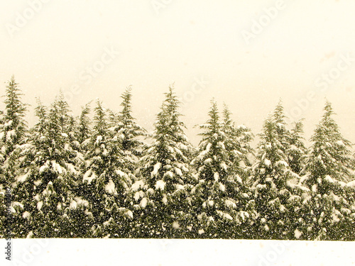 Snow covered trees in winter wonderland
