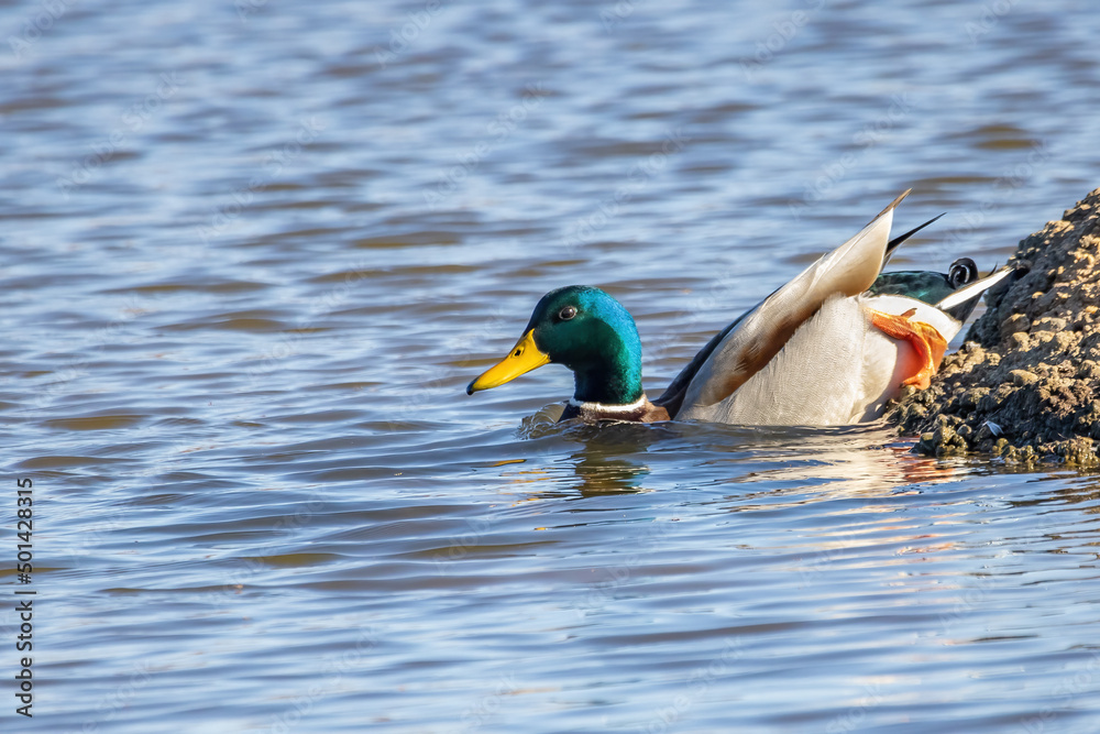 Female mallard or wild duck (Anas platyrhynchos) swimming in a pond Female mallard or wild duck (Anas platyrhynchos) swimming in a pond