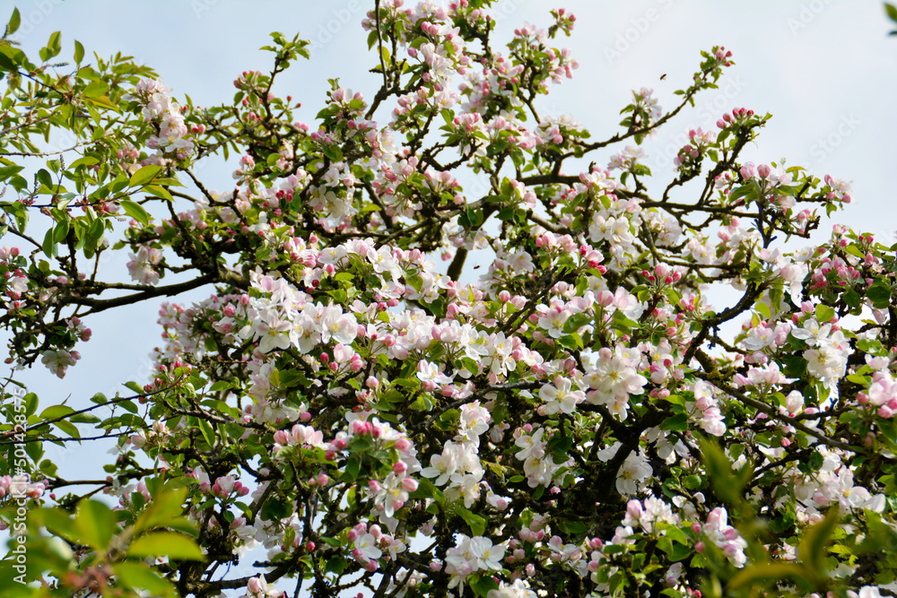 blühender Apfelbaum, Baumkrone, Apfelblüte
