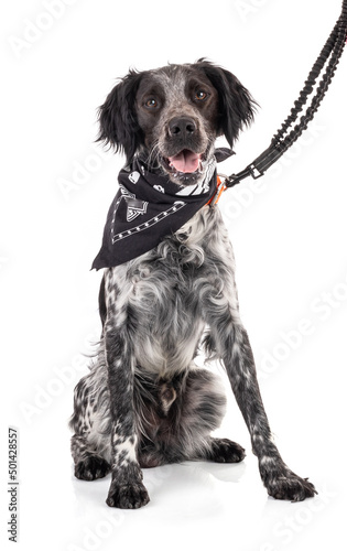 Fototapeta Naklejka Na Ścianę i Meble -  Young black and white Brittany spaniel with its leash