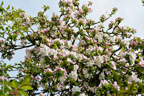 blühender Apfelbaum, Baumkrone, Apfelblüte