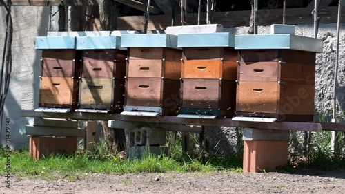 Fünf Bienenkästen mit Bienenschwarm, Bienen fliegen an sonnigem, warmen Tagen zu mehrere Bienenstock photo