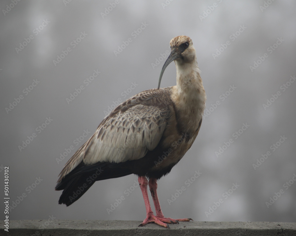 Bird Bandurria Valdiviana