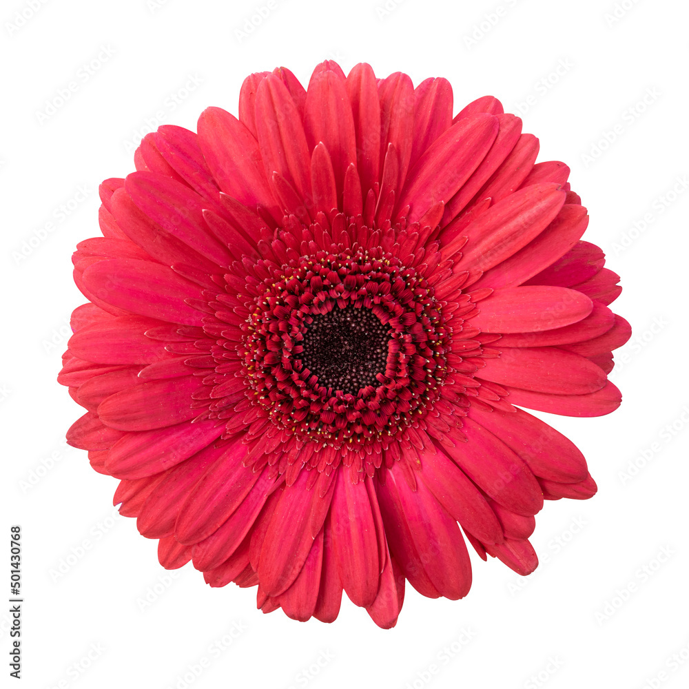 Red gerbera flower isolated on white background