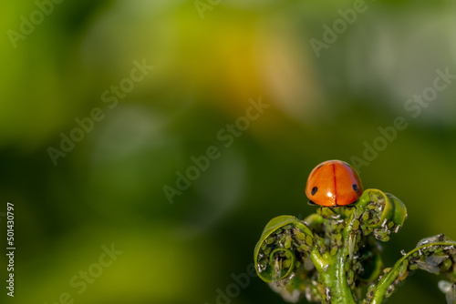 Natural pest control: Rear view of a ladybug on a sprout of green leaves full of aphids