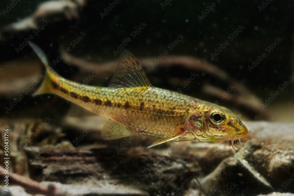 dwarf adult gudgeon, clever tiny freshwater wild caught and domesticated fish in temperate biotope aquarium, exotic pet, European river aquadesign, dark low light mood concept dwarf adult gudgeon, clever tiny freshwater wild caught and domesticated fish in temperate biotope aquarium, exotic pet, European river aquadesign, dark low light mood concept