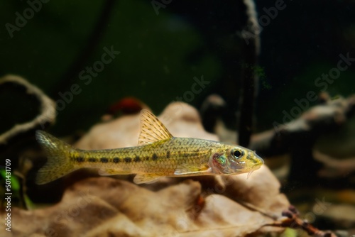 adult gudgeon swim over oak leaf litter, clever tiny freshwater wild caught and domesticated fish in temperate biotope aquarium, exotic pet, European river aquadesign, dark low light mood concept