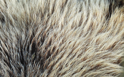 Wool texture. Textured brown hair. Hair pattern for design and decoration.