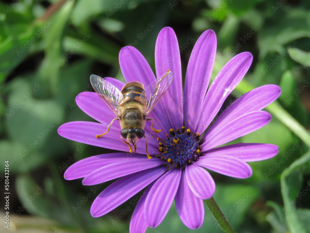 dipteran insect of the genus Eristalis, resembling a bee, on a purple daisy dipteran insect of the genus Eristalis, resembling a bee, on a purple daisy