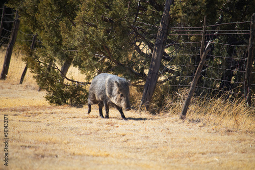 Javelina in the desert