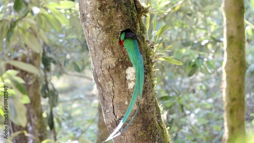 a male resplendent quetzal removes wood from a nest hollow in a tree at a cloud forest of costa rica photo