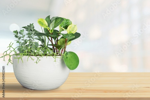 Green sprouts in white a bowl. Sprouting and healthy eating and living. Gardening at home kitchen concept.