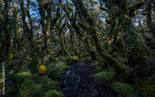 New Zealand native forest landscape