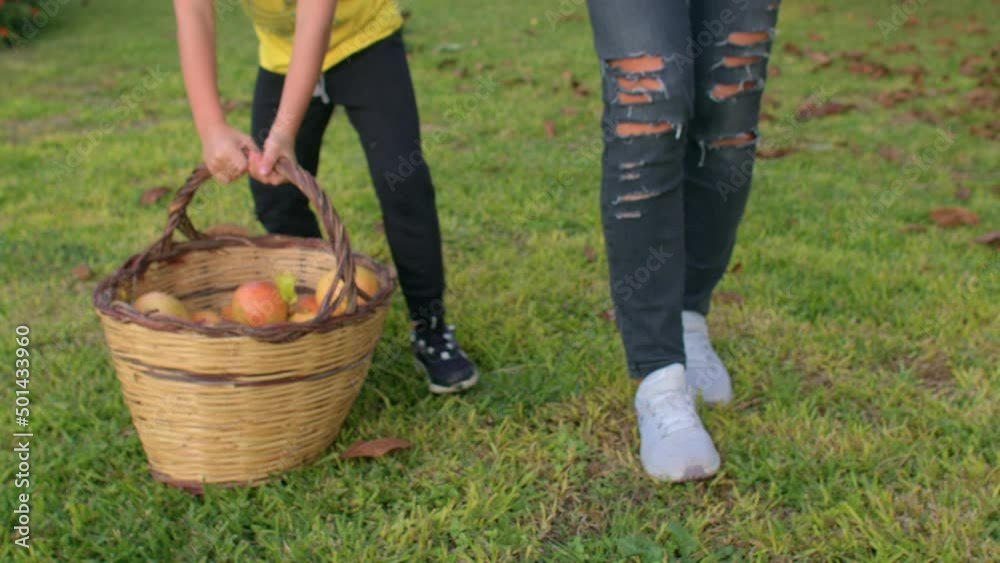 Teaching a child to start a family gardening business. The son helps his mother carry the heavy fruit. A wicker basket filled with freshly picked pomegranates. Close up. IT, Borgagne, 6.10.2021 Teaching a child to start a family gardening business. The son helps his mother carry the heavy fruit. A wicker basket filled with freshly picked pomegranates. Close up. IT, Borgagne, 6.10.2021