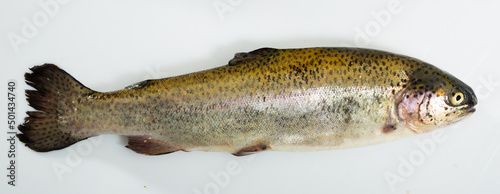 Uncooked silver trout fish on white surface
