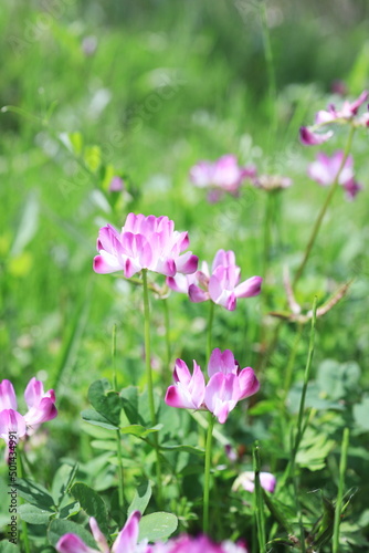 可愛い春のれんげ草