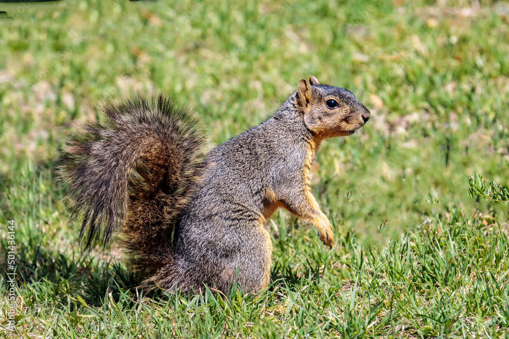 Obraz premium Tree Squirrel2