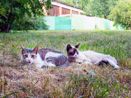 two village cats on the grass against the background of a green fence on a sunny day