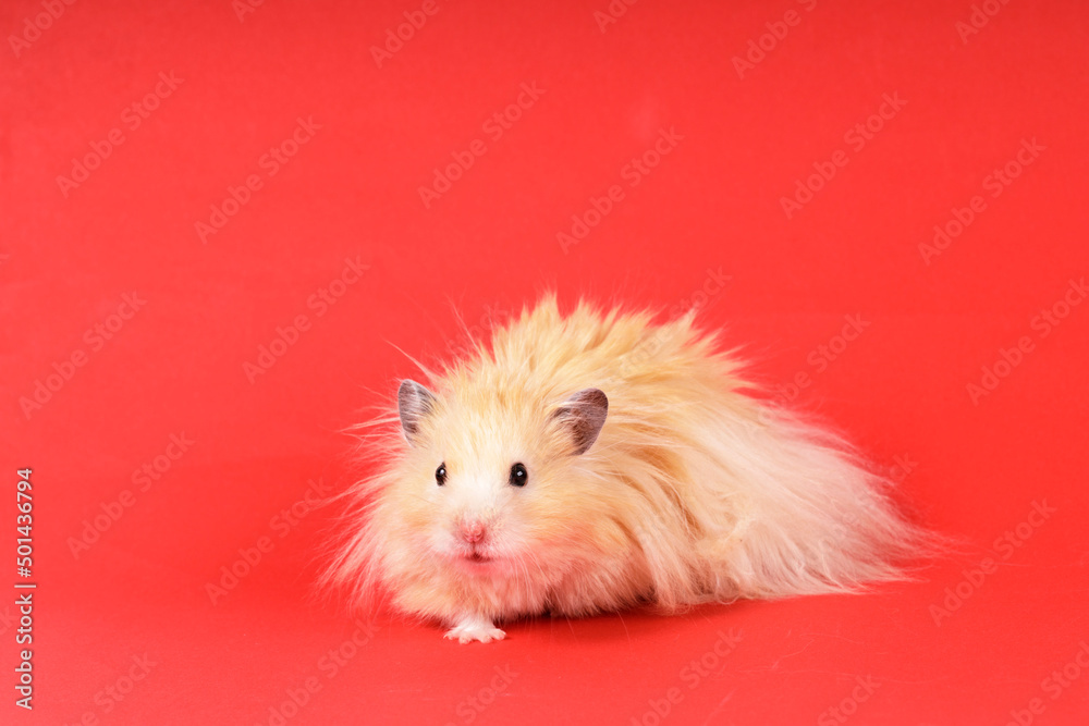 fluffy angora hamster on a red background fluffy angora hamster on a red background