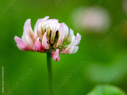 closeup photo of pink clover flower in high difenition
