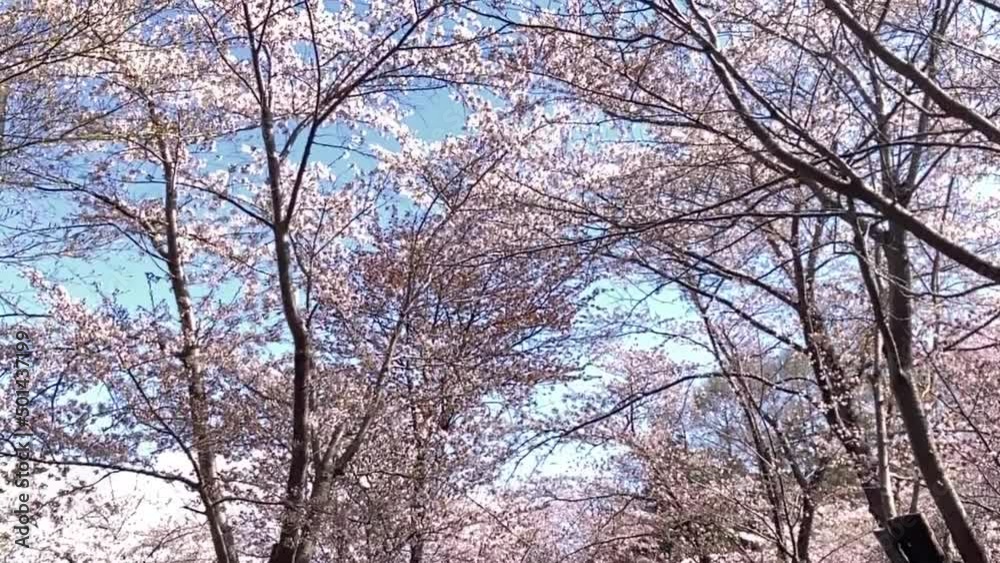 北海道の桜 北海道の桜