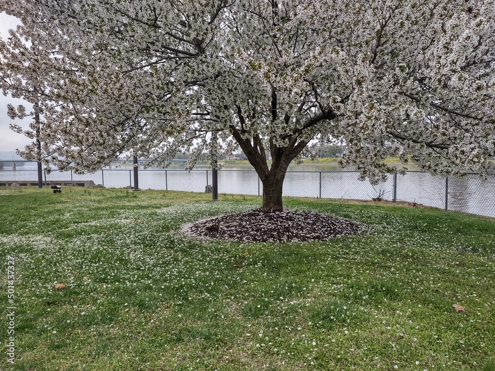 Springtime is here in Harrisburg Pa, the best view and experience at City Island. Enjoy the beautiful colors of this awesome tree. Springtime is here in Harrisburg Pa, the best view and experience at City Island. Enjoy the beautiful colors of this awesome tree.