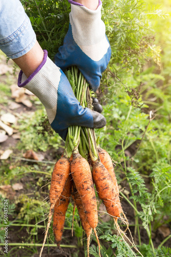 Farmer hands in gloves holding bunch of carrot in sunlight in garden