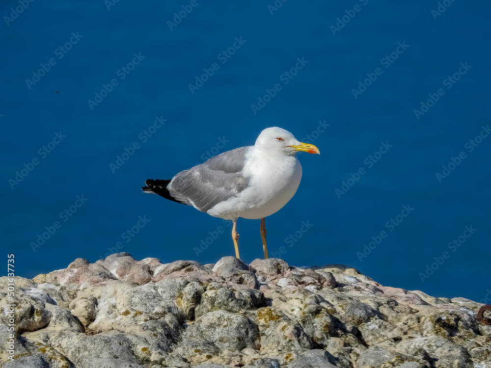 Yellow-legged Gull (Larus michahellis). Beach landscape on a sunny day. Nazare, Portugal. Yellow-legged Gull (Larus michahellis). Beach landscape on a sunny day. Nazare, Portugal.