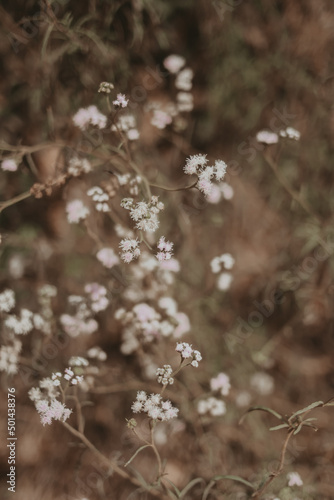 beautiful flowers of minas gerais  © Helder