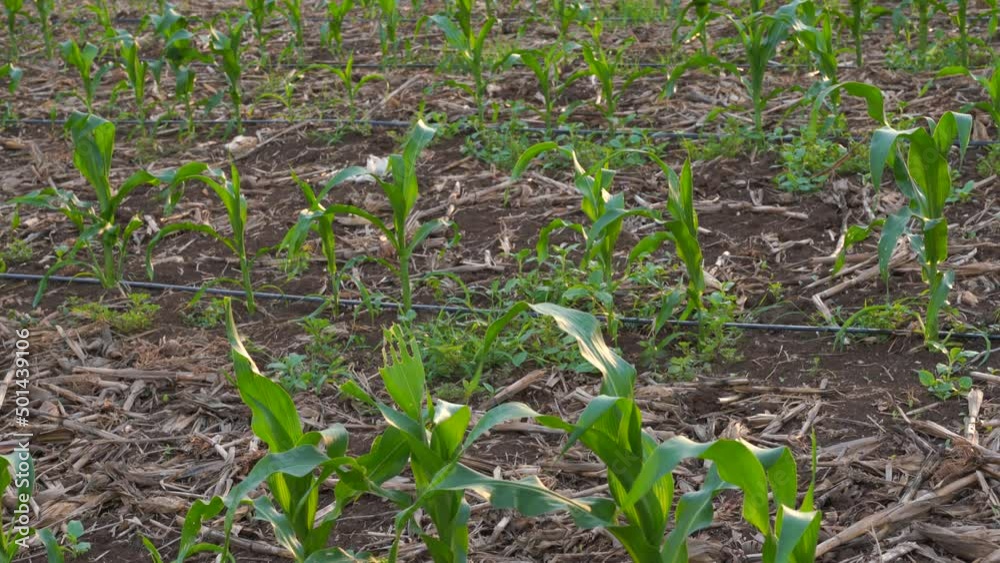 What causes the maize leaves being damaged,Corn leaf damaged by fall