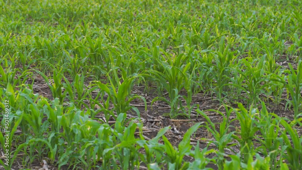 What causes the maize leaves being damaged,Corn leaf damaged by fall