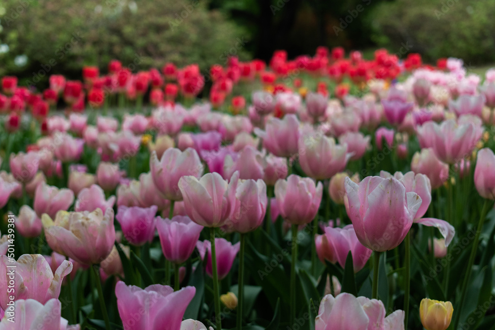 field of tulips field of tulips