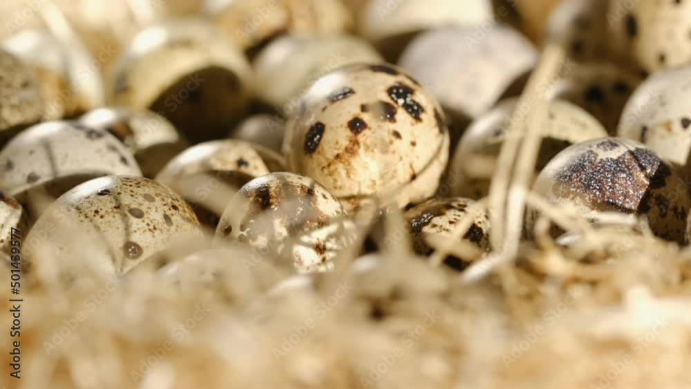 Close up of quail eggs in straw nest. Organic farming, natural still-life. Springtime, Easter. Close-up of quail eggs a rotating . Bright colorful quail eggs. Macro. Selective focus. quail eggs in a Close up of quail eggs in straw nest. Organic farming, natural still-life. Springtime, Easter. Close-up of quail eggs a rotating . Bright colorful quail eggs. Macro. Selective focus. quail eggs in a